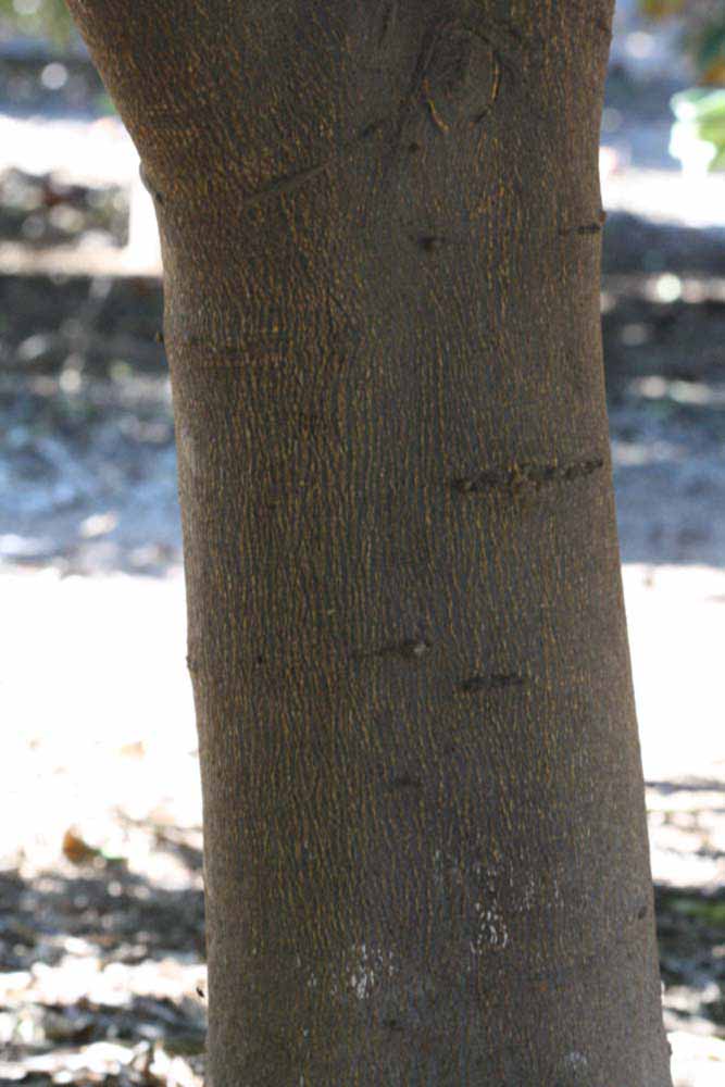              Bark (Riverside, CA)       